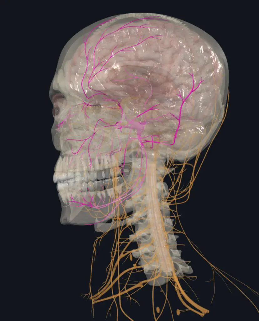 Trigeminal Neuralgia