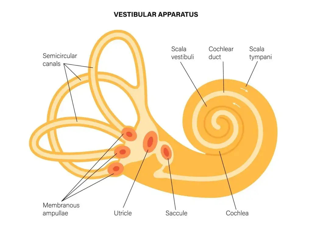 Why Doesn’t the Epley Maneuver Work for Me? Proven Results for Vertigo With Upper Cervical Chiropractic Care