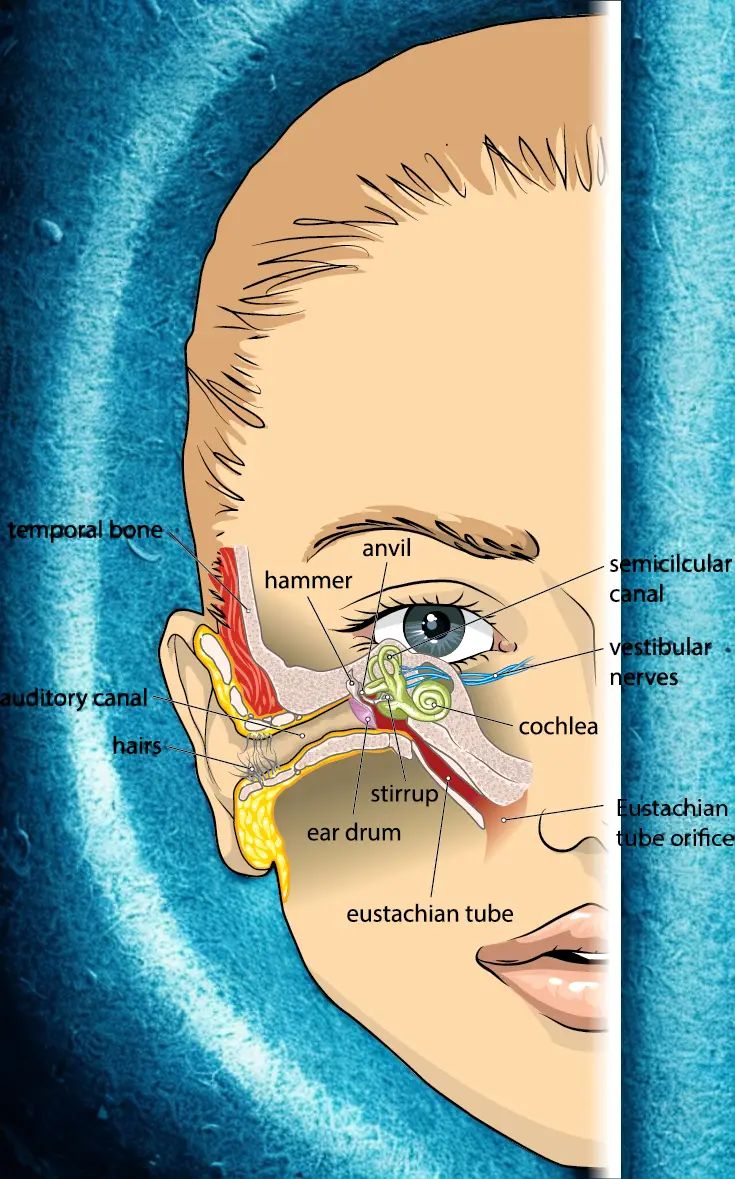 Eustachian Tube Dysfunction in Sarasota, Bradenton, and Lakewood Ranch, Florida