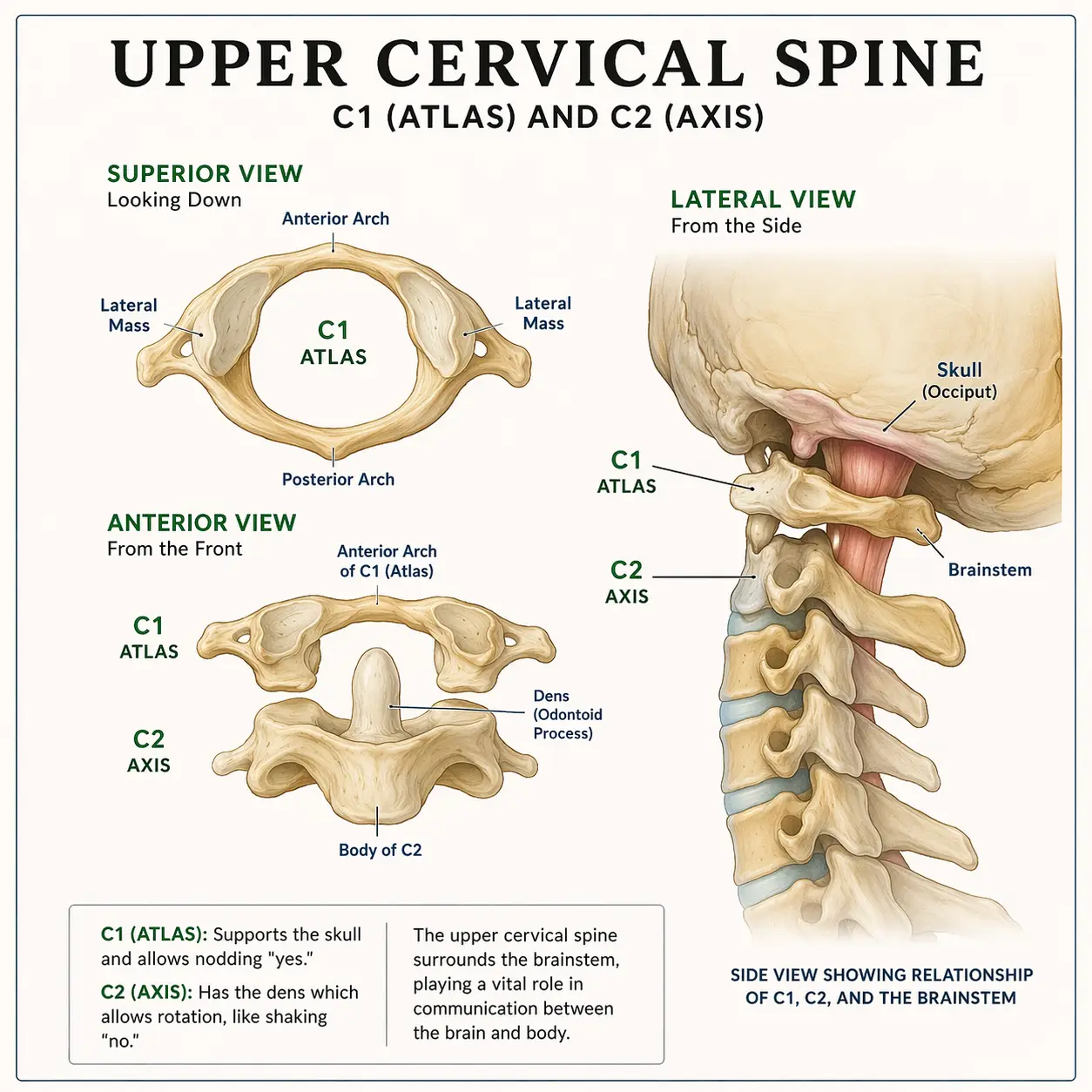 Upper Cervical Chiropractic Care: What It Is, What It Isn’t, and Why It Matters for Your Health