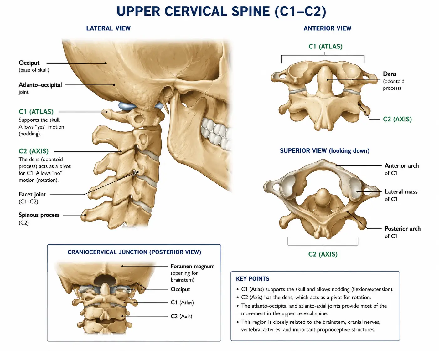 Natural Chiropractic Care in Sarasota and Lakewood Ranch: A Root-Cause Approach to Healing