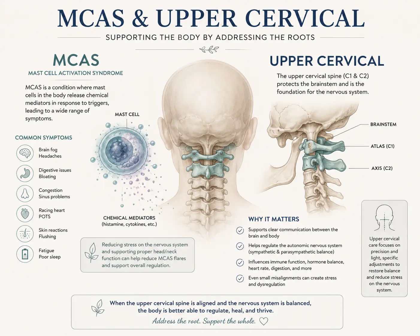 Mast Cell Activation Syndrome (MCAS) in Sarasota, Florida: How Upper Cervical Chiropractic Care at Lavender Family Chiropractic Addresses the Nervous System Connection Most Providers Miss