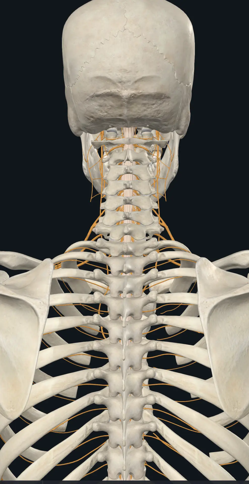 Atlas Chiropractic in Sarasota, Florida: Top 15 FAQs About Upper Cervical Chiropractic Care at Lavender Family Chiropractic