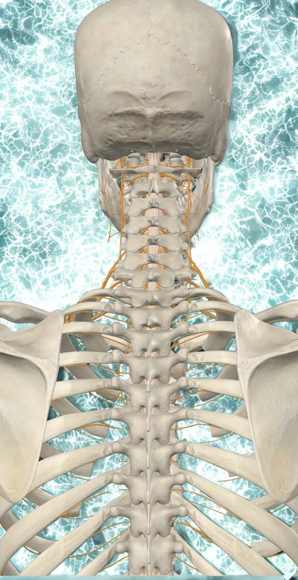 Thoracic outlet syndrome