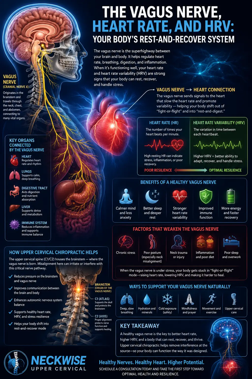 The Vagus Nerve, Heart Rate, and HRV: Your Body’s Rest-and-Recover System